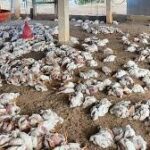 India suspends sale of chicken and eggs after bird flu outbreak; thousands of birds destroyed